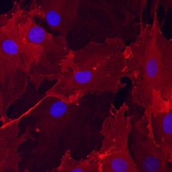 Human/Mouse/Rat/Canine ALCAM/CD166 Antibody, R D Systems 100&mu;g; Unlabeled:Antibodies,