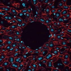Human/Mouse/Rat/Canine ALCAM/CD166 Antibody, R D Systems 100&mu;g; Unlabeled:Antibodies,