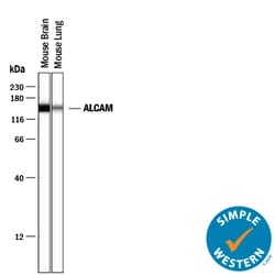 Human/Mouse/Rat/Canine ALCAM/CD166 Antibody, R D Systems 100&mu;g; Unlabeled:Antibodies,