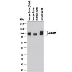 Human/Mouse/Rat/Canine ALCAM/CD166 Antibody, R D Systems 100&mu;g; Unlabeled:Antibodies,