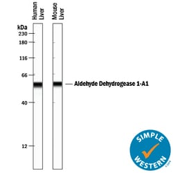 Human/Mouse Aldehyde Dehydrogenase 1-A1/ ALDH1A1 Antibody, R D Systems