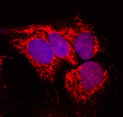 Human Aldehyde Oxidase 1/AOX1 Antibody, R&amp;D Systems&trade; 100&mu;g; Unlabeled 