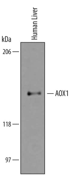 Human Aldehyde Oxidase 1/AOX1 Antibody, R&amp;D Systems&trade; 100&mu;g; Unlabeled 