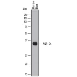 Human Aldo-keto Reductase 1C4/AKR1C4 Antibody, R D Systems 25&mu;g; Unlabeled:Antibodies,