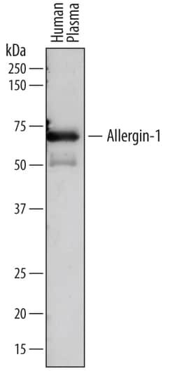 Human Allergin-1 Antibody, R D Systems 25&mu;g; Unlabeled:Antibodies, Polyclonal