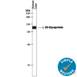 Human alpha 1B-Glycoprotein Antibody, R D Systems 25&mu;g; Unlabeled:Antibodies,