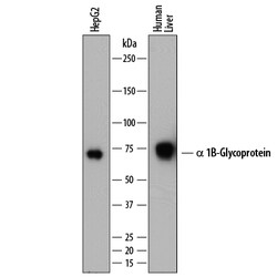 Human alpha 1B-Glycoprotein Antibody, R D Systems 25&mu;g; Unlabeled:Antibodies,