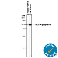 Mouse/Rat alpha 1B-Glycoprotein Antibody, R D Systems 100&mu;L:Antibodies,