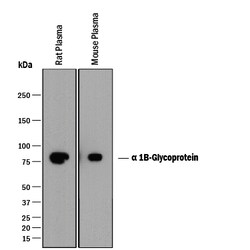 Mouse/Rat alpha 1B-Glycoprotein Antibody, R D Systems 100&mu;L:Antibodies,