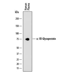 Human alpha 1B-Glycoprotein Antibody, R D Systems 25&mu;g; Unlabeled:Antibodies,