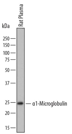 Rat alpha 1-Microglobulin Antibody, R D Systems 25&mu;g; Unlabeled:Antibodies,