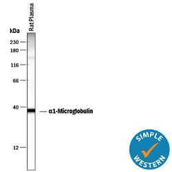 Rat alpha 1-Microglobulin Antibody, R D Systems 25 &mu;g | Buy Online | R&D Systems | Fisher Scientific