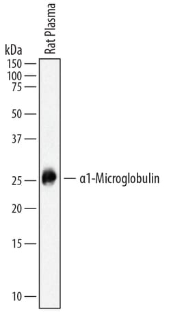 Rat alpha 1-Microglobulin Antibody, R D Systems 25 &mu;g | Buy Online | R&D Systems | Fisher Scientific