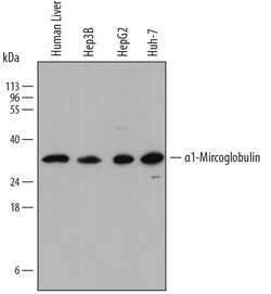 Human alpha 1-Microglobulin Antibody, R D Systems 100ug; Unlabeled:Anticorps,