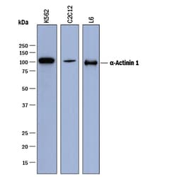 Human/Mouse/Rat alpha-Actinin 1 Antibody, R D Systems:Antibodies:Primary