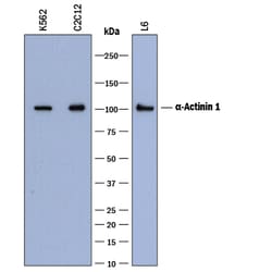 Human/Mouse/Rat alpha-Actinin 1 Antibody, R D Systems 100&mu;g; Unlabeled:Antibodies,
