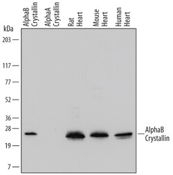 Human/Mouse/Rat AlphaB Crystallin/CRYAB Antibody, R D Systems 25&mu;g;