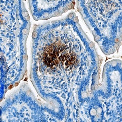 Human alpha-Defensin 1 Antibody, R D Systems 25μg; Unlabeled:Antibodies,
