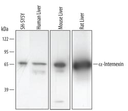 Human/Mouse/Rat alpha-Internexin Antibody, R D Systems 100&mu;g; Unlabeled:Antibodies,