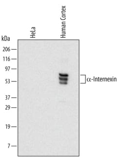 Human alpha-Internexin Antibody, R D Systems 25&mu;g; Unlabeled:Antibodies,