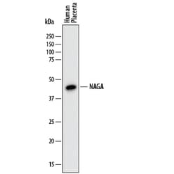 Human alpha-N-acetylgalactosaminidase/NAGA Antibody, R D Systems 25&mu;g;