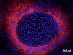 Mouse Alkaline Phosphatase/ALPL Antibody, R D Systems 25 &mu;g | Buy Online | R&D Systems | Fisher Scientific