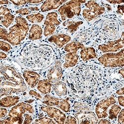 Human Alkaline Phosphatase/ALPL Antibody, R D Systems 100ug; Unlabeled:Antibodies,