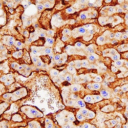 Human Alkaline Phosphatase/ALPL Antibody, R D Systems 25&mu;g; Unlabeled:Antibodies,