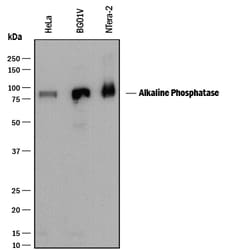 Human Alkaline Phosphatase/ALPL Antibody, R D Systems 25&mu;g; Unlabeled:Antibodies,