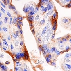 Human Alkaline Phosphatase/ALPP Antibody, R D Systems 100ug; Unlabeled:Antibodies,