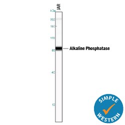 Human Alkaline Phosphatase/ALPP Antibody, R D Systems 100ug; Unlabeled:Antibodies,