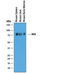 Mouse IGFALS/ALS Antibody, R D Systems 25&mu;g; Unlabeled:Antibodies, Polyclonal