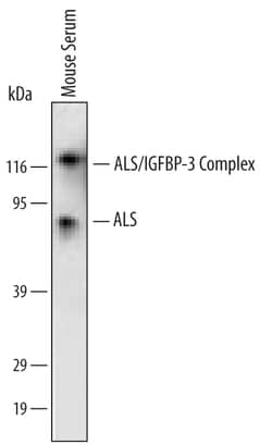 Mouse IGFALS/ALS Antibody, R D Systems 500ug; Unlabeled:Antibodies, Monoclonal