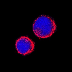 Mouse Aminopeptidase N/CD13 Antibody, R D Systems 25&mu;g; Unlabeled:Antibodies,