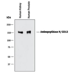 Human Aminopeptidase N/CD13 Antibody, R D Systems 25&mu;g; Unlabeled:Antibodies,
