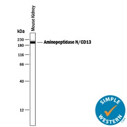 Mouse Aminopeptidase N/CD13 Antibody, R D Systems:Anticuerpos:Anticuerpos