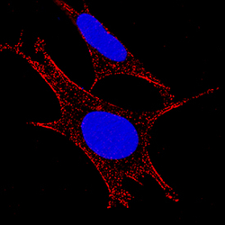 Human Aminopeptidase N/CD13 Antibody, R D Systems 100ug; Unlabeled:Antibodies,
