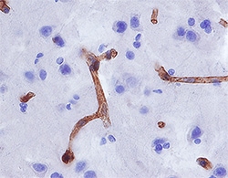 Human Aminopeptidase N/CD13 Antibody, R D Systems 100ug; Unlabeled:Antibodies,