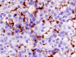 Human Aminopeptidase N/CD13 Antibody, R D Systems 100ug; Unlabeled:Antibodies,