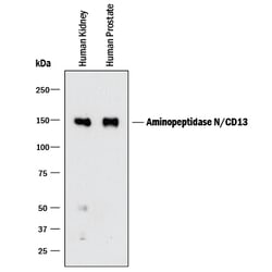 Human Aminopeptidase N/CD13 Antibody, R D Systems 100ug; Unlabeled:Antibodies,