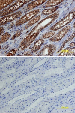 Human Aminopeptidase O/ONPEP Antibody, R D Systems 25&mu;g; Unlabeled:Antibodies,
