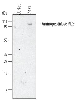 Human/Mouse Aminopeptidase PILS/ARTS1 Antibody, R D Systems 25&mu;g; Unlabeled:Antibodies,