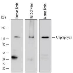 Human/Mouse/Rat Amphiphysin/AMPH Antibody, R D Systems 25 &mu;g | Buy Online | R&D Systems | Fisher Scientific
