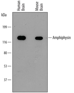 Human/Mouse Amphiphysin/AMPH Antibody, R D Systems 25&mu;g; Unlabeled:Antibodies,