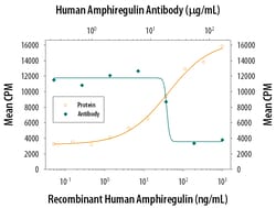 Human Amphiregulin Antibody, R D Systems 1mg; Unlabeled:Antibodies, Polyclonal