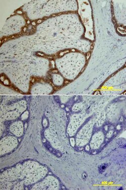 Human Amphiregulin Antibody, R D Systems 100&mu;g; Unlabeled:Antibodies,