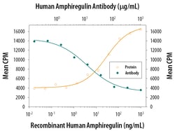 Human Amphiregulin Antibody, R D Systems 25&mu;g; Unlabeled:Antibodies,