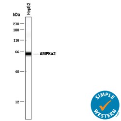 Human/Mouse/Rat AMPK alpha 2 Antibody, R D Systems 100&mu;g; Unlabeled:Antibodies,