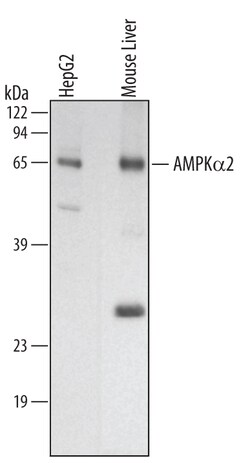 Human/Mouse/Rat AMPK alpha 2 Antibody, R D Systems 100&mu;g; Unlabeled:Antibodies,