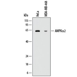 Human AMPK alpha 2 Antibody, R D Systems 100ug; Unlabeled:Antibodies, Monoclonal